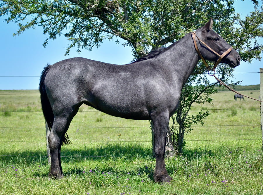 Lote Estrella La Garrapata