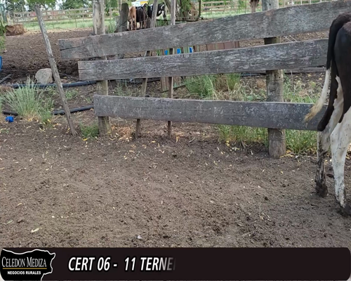 Lote 10 Terneros 6 HO,  2 MONTBELIARDE Y 2 ANGLER a remate en 12° Remate por Pantalla 137kg -  en SANTA ROSA,