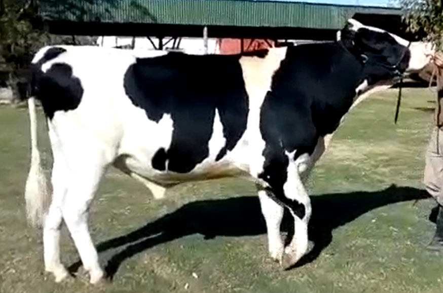 Lote “RICARM” BEATLE IOTA CARTON