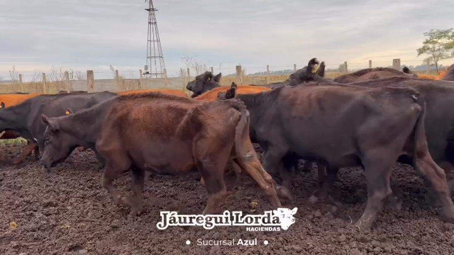 Lote 26 Vacas de invernar