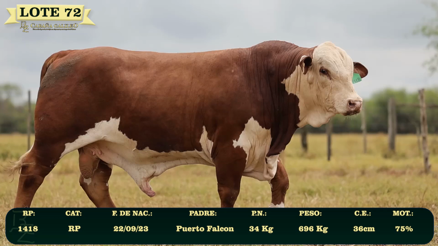 Lote LOTE 72