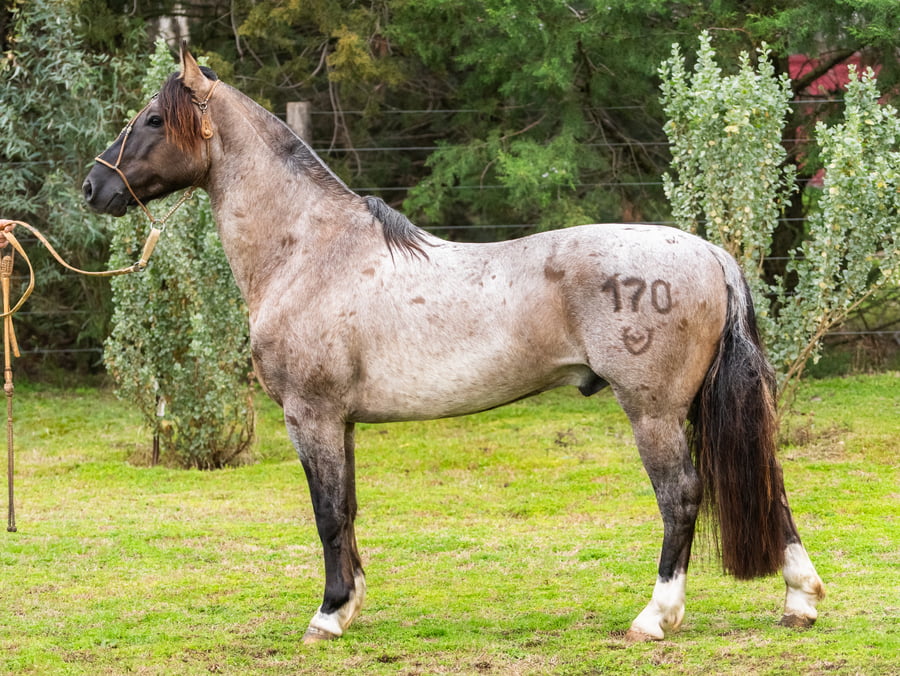 Lote Guirita Impacto
