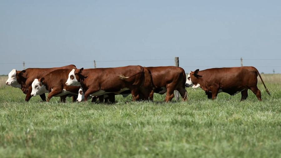 Lote Vaquilla Para Servicio