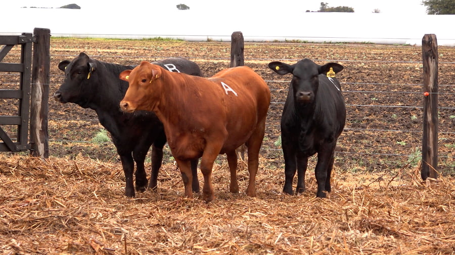 Lote VAQUILLONAS BRANGUS PREÑADAS Y CON SERVICIO de El Porvenir