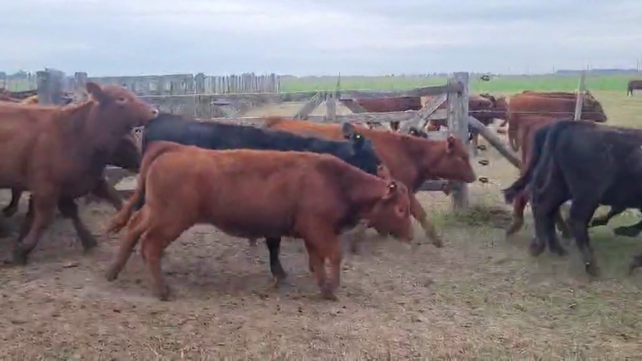 Lote 92 Terneras