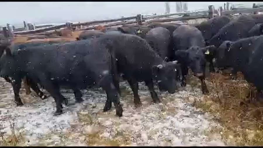 Lote 48 Novillo Engorda en XI Región Aysén, Coyhaique