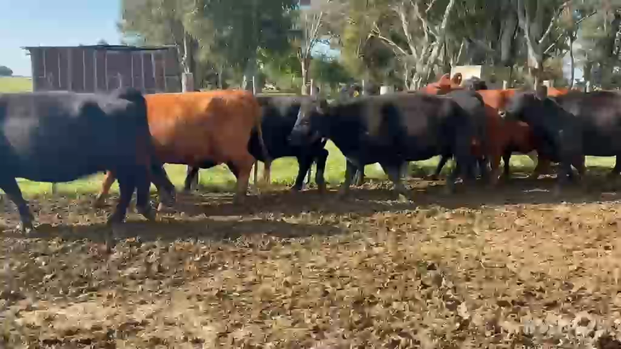 Lote 14 Vacas medio uso C/ gtia de preñez