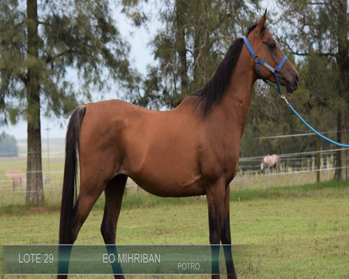 Lote EO MIHRIBAN
