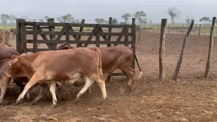 Lote 106 Novillos en Bandera, Santiago del Estero