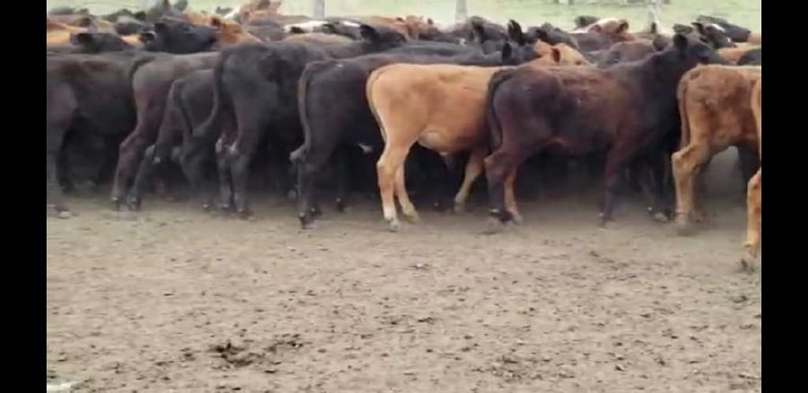 Lote 70 Terneros en Villaguay, Entre Ríos