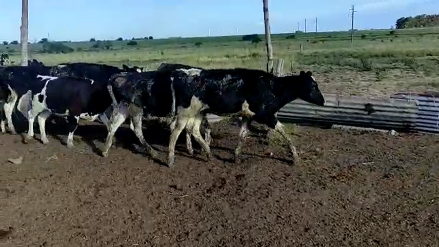Lote 10 Terneras Holando