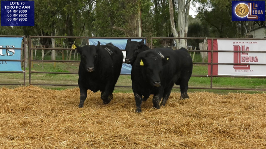 Lote TOROS ANGUS NEGROS PC