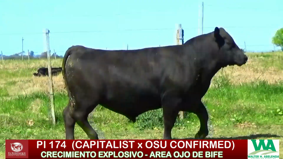 Lote Toros a remate en ANGUS EL REBENQUE, Florida