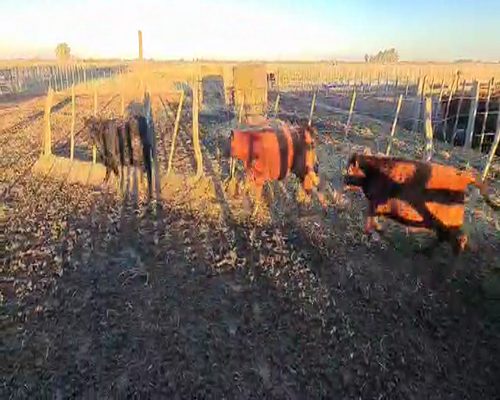Lote 85 terneras - Tres Algarrobos Pcia Bs As