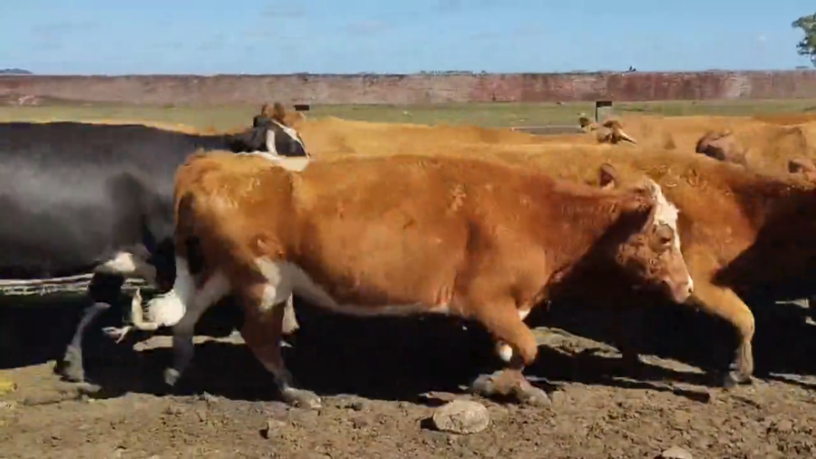 Lote Vacas Preñadas