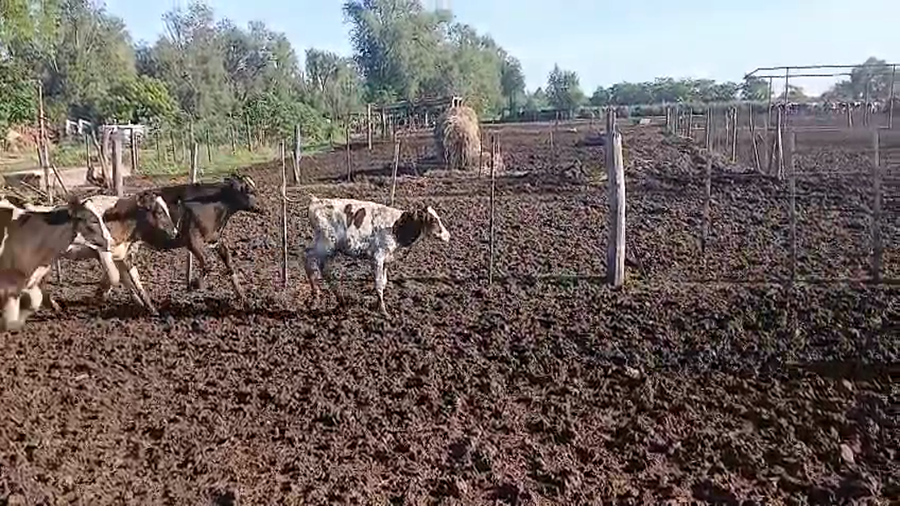 Lote 35 Terneros Holando Argentino en Sunchales, Santa Fe