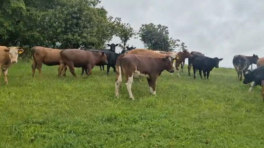 Lote 29 Vaquilla Engorda en Cunco, IX Región Araucanía