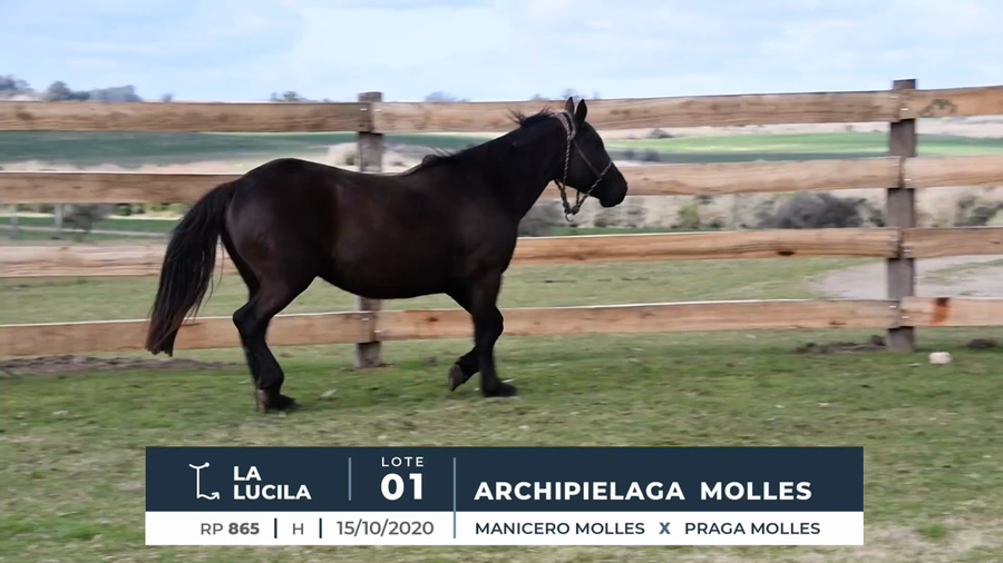 Lote ARCHIPIELAGA MOLLES