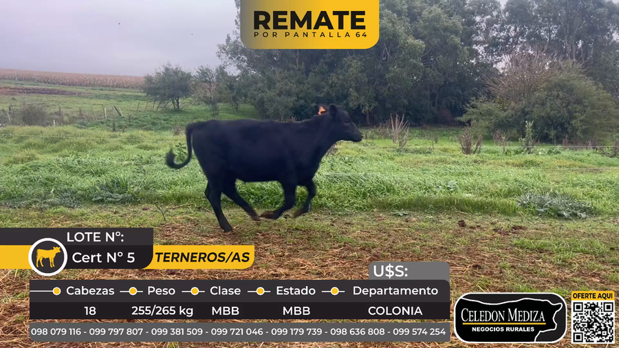 Lote 18 Terneros y Terneras en  ruta 22 a 5 km de Tarariras.Colonia