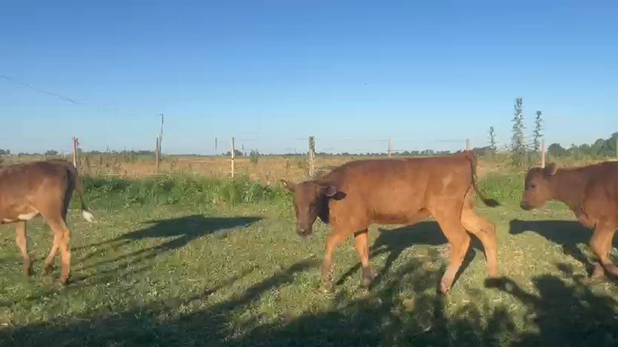 Lote 13 Terneros/as
