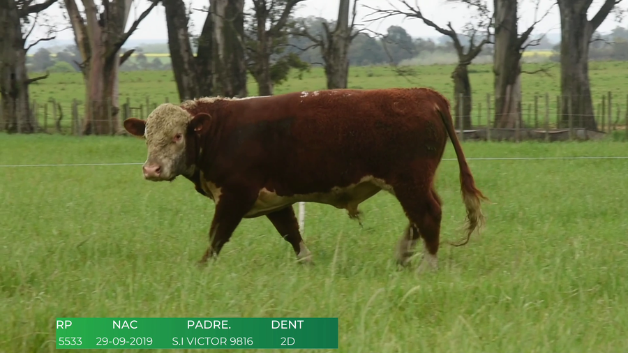 Lote Toros POLLED HEREFORD a remate en 4º  Remate  Anual Cabaña El Treból en Liga de Trabajo de Guichón