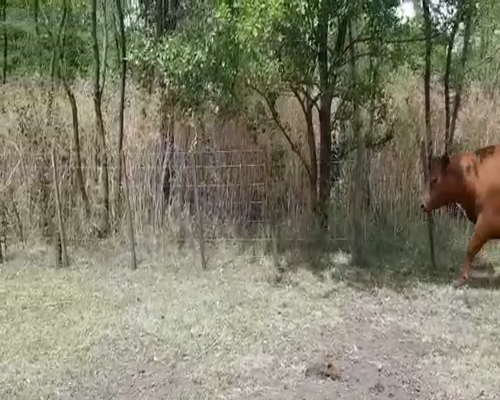 Lote 37 Vaquillonas en Bolívar, Buenos Aires