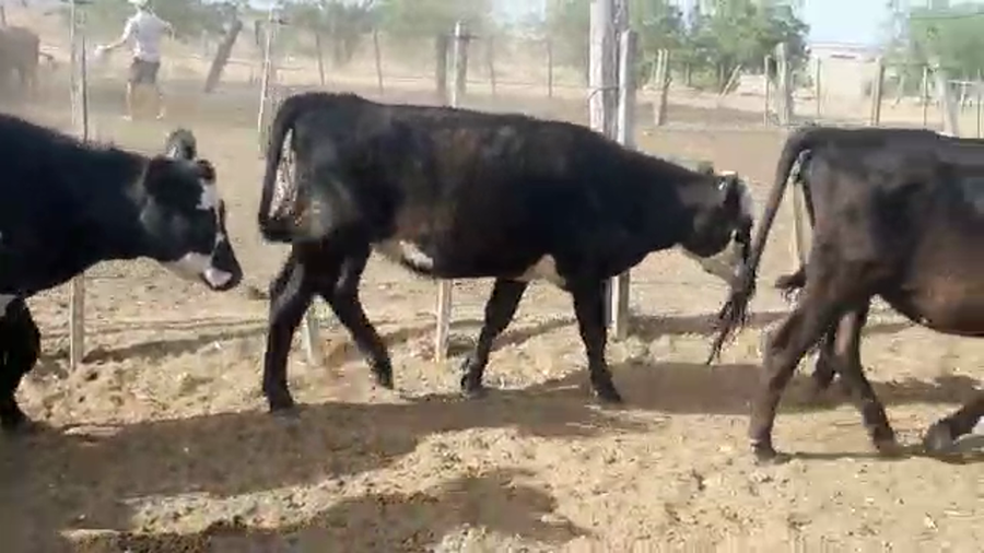 Lote 27 Vaquillonas
