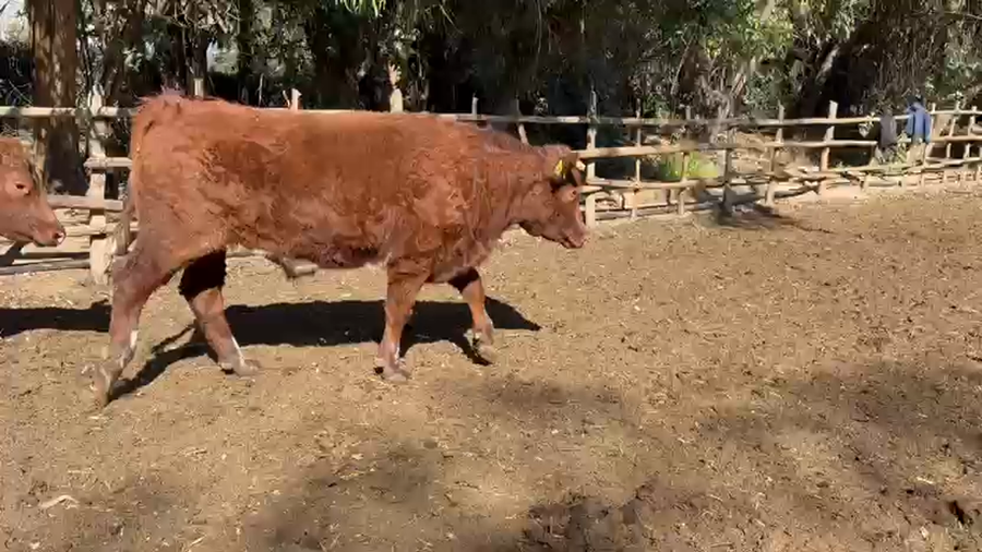 Lote 45 Novillo Gordo en Paine, Región Metropolitana