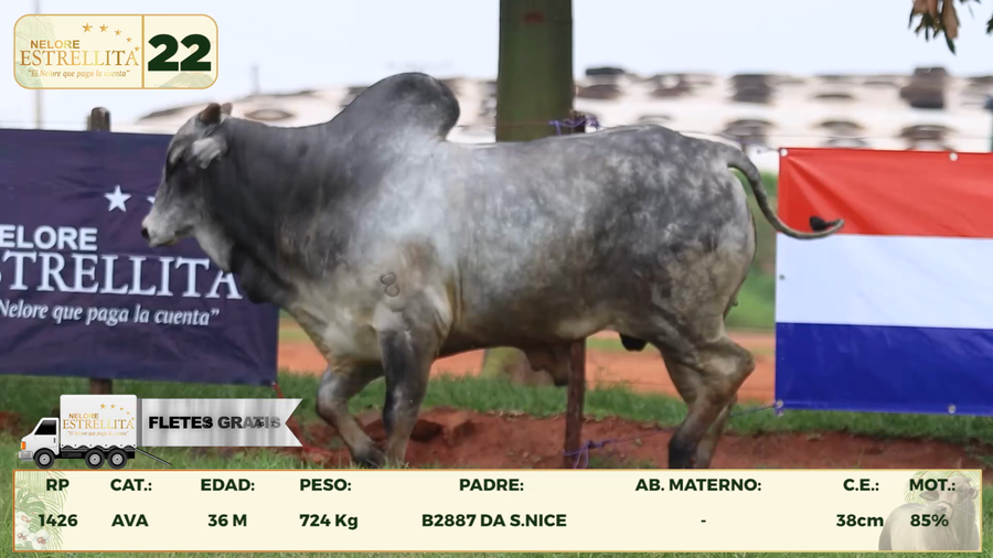 Lote LOTE 22