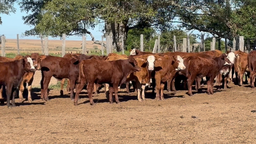 Lote 135 Terneros/as en Corrientes, Santo Tomé