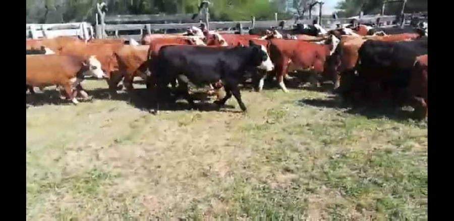 Lote 70 Terneros/as en Villaguay, Entre Ríos