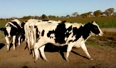 Lote 7 Ternetas en Rafaela, Santa Fe