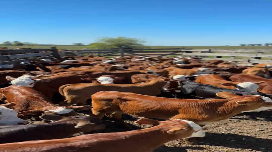 Lote 56 Vacas CUT con cría