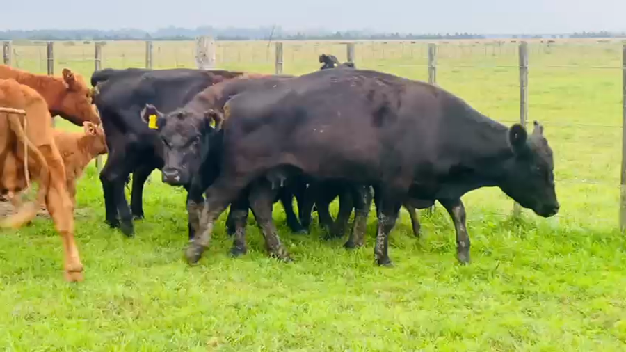 Lote 14 Vacas usadas paridas