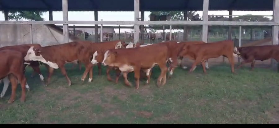 Lote 90 Terneros