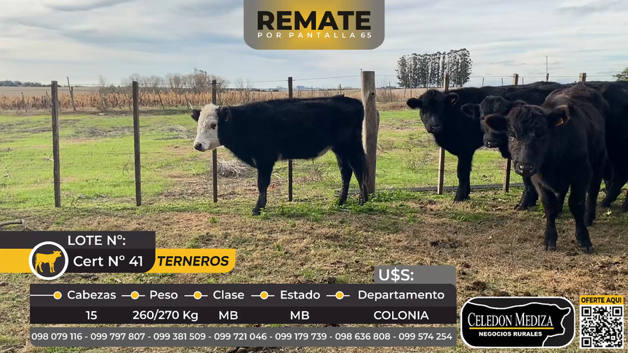 Lote 15 Terneros en Colonia