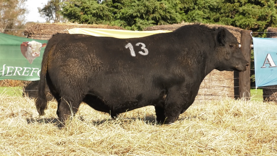 Lote TOROS ANGUS PURO CONTROLADO