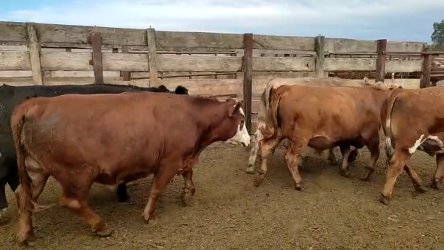 Lote 20 Novillo Gordo en Los Ángeles, VIII Región Biobío