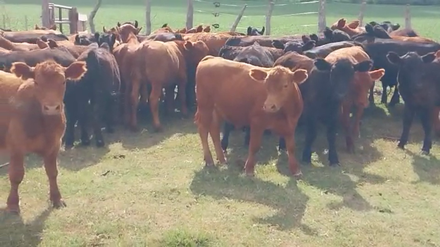 Lote 70 Terneros en Santa Elena, Entre Ríos
