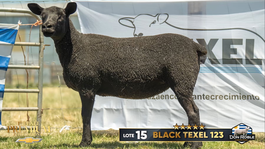 Lote Borregas a remate en 1º Texel Premium Internacional, Canelones