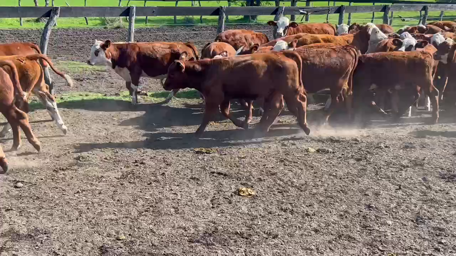 Lote 90 Terneros/as en Durazno, Entre Ríos