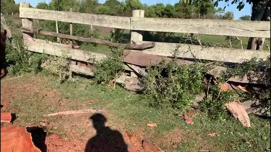 Lote TERNEROS Y TERNERAS