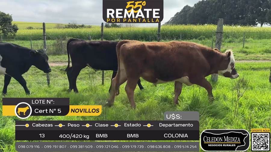 Lote 13 Novillos en Puntas de Riachuelo a 8 km de  Tarariras, Colonia