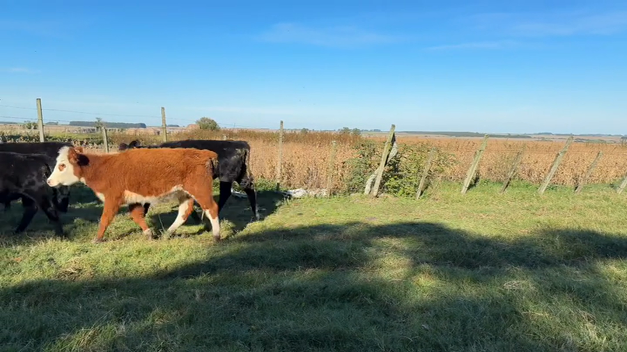 Lote TERNERAS