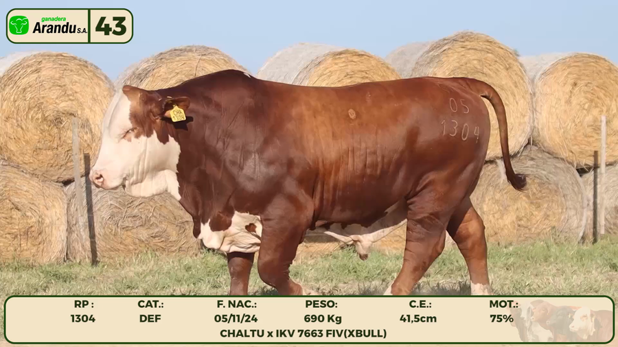 Lote LOTE 43