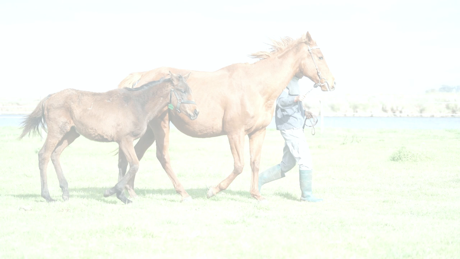 Lote MAKARONA (MUTAKDDIM - MANTRA) PREÑADA y C/CRÍA  AL PIE