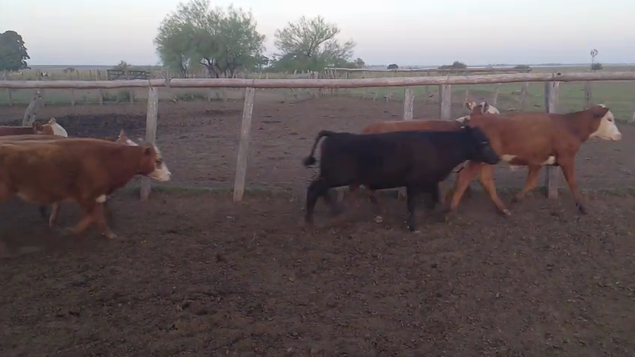 Lote 30 Terneros en Corrientes, Paso de Los Libres