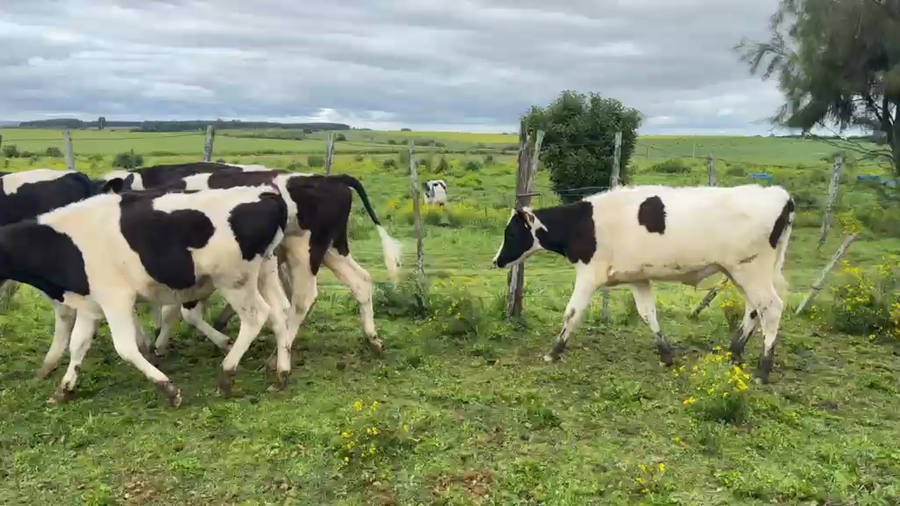 Lote TERNEROS