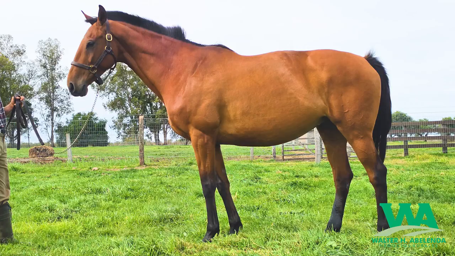 Lote STELLA D'ORO (Brz)
