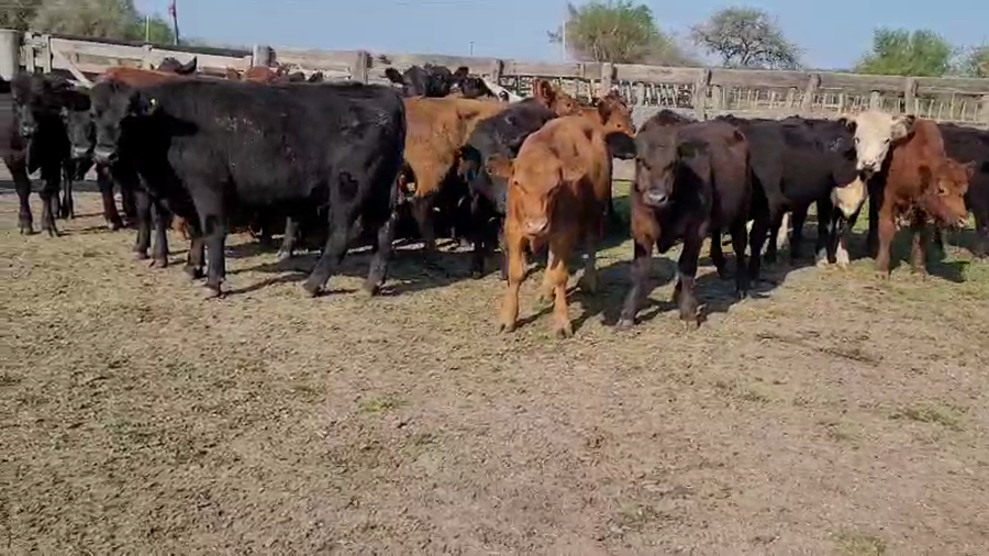 Lote 31 Novillitos y vaquillonas en Villaguay, Entre Ríos